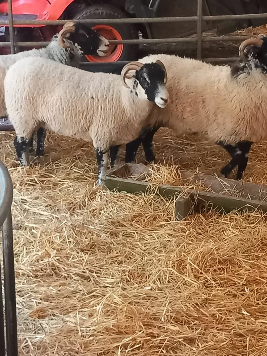 Swaledale hoggets - Image 3