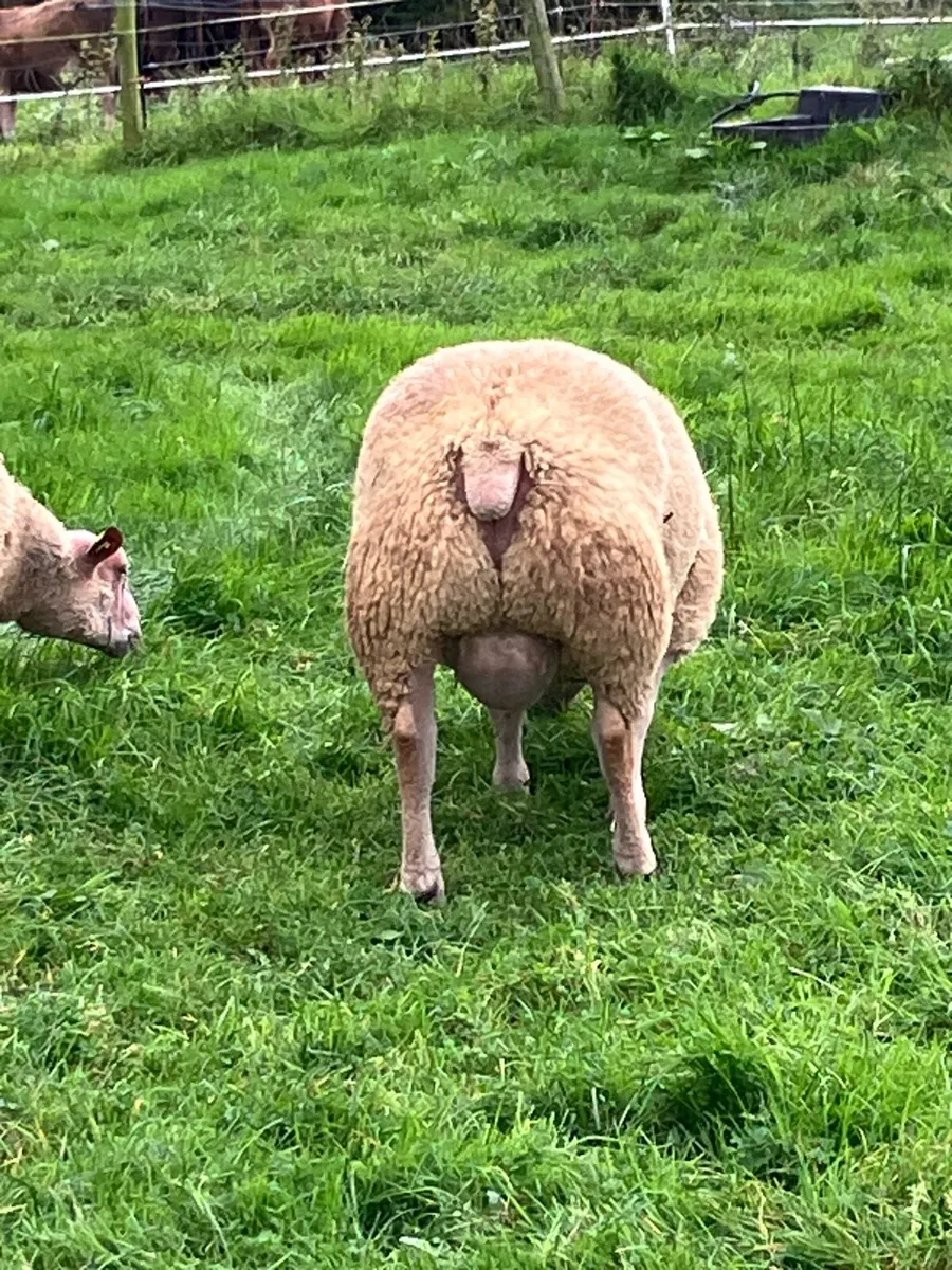 🐑💥3 SIS Eligible Charollais Ram Lambs for Sale - Image 3