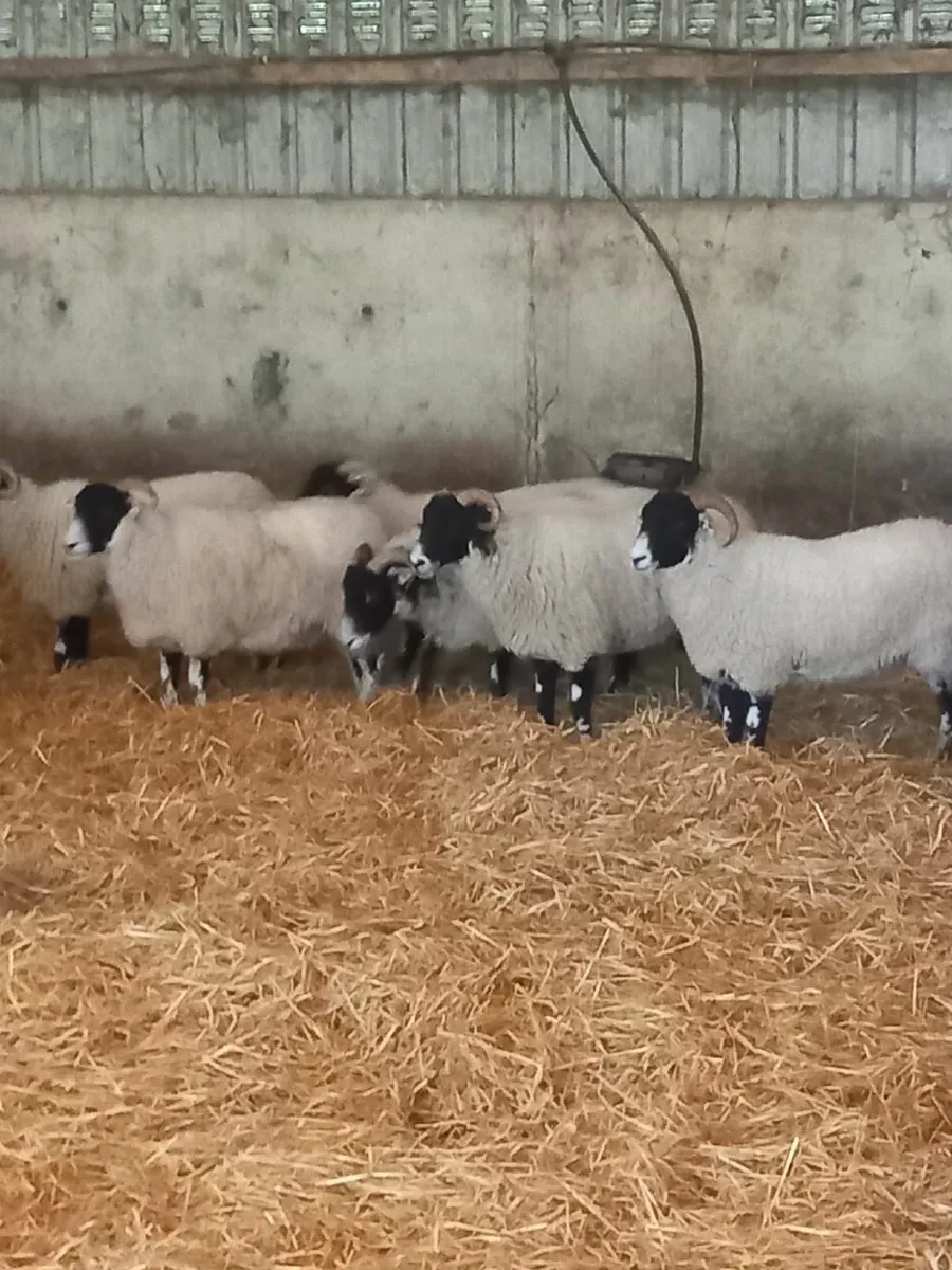 Swaledale hoggets - Image 2
