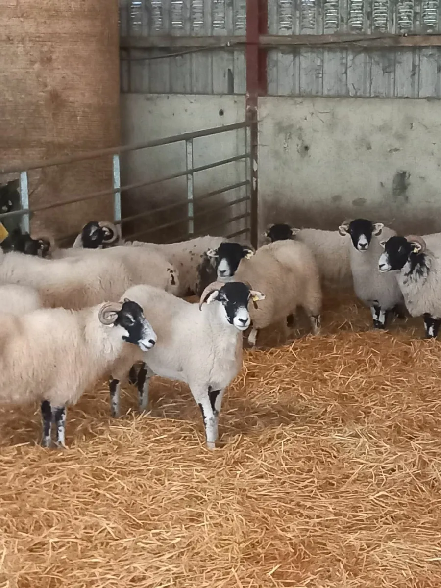 Swaledale hoggets - Image 1