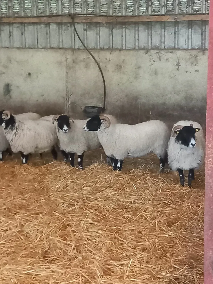 Swaledale hoggets - Image 4