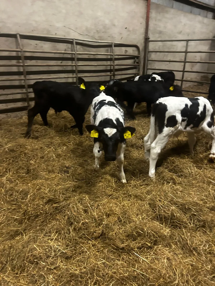 Angus and Blue calves - Image 1