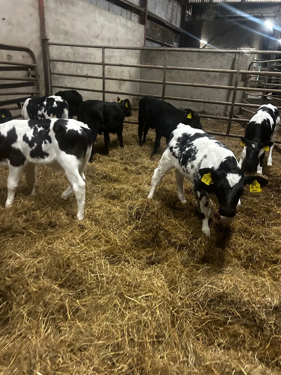 Angus and Blue calves - Image 2