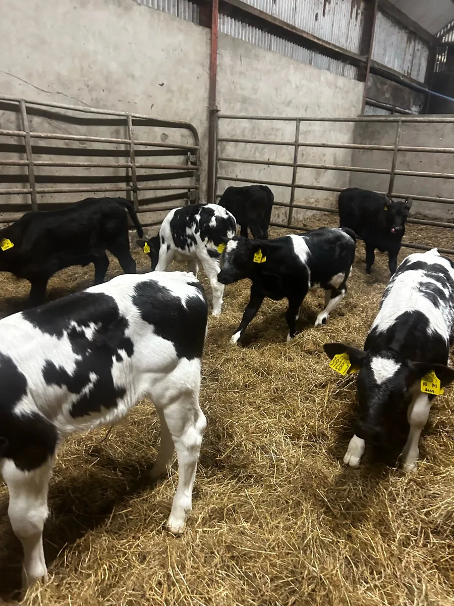 Angus and Blue calves - Image 3