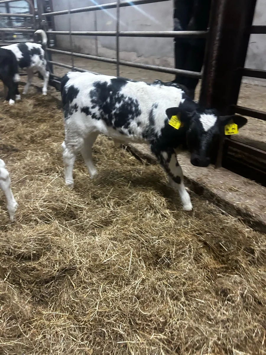 Angus and Blue calves - Image 4