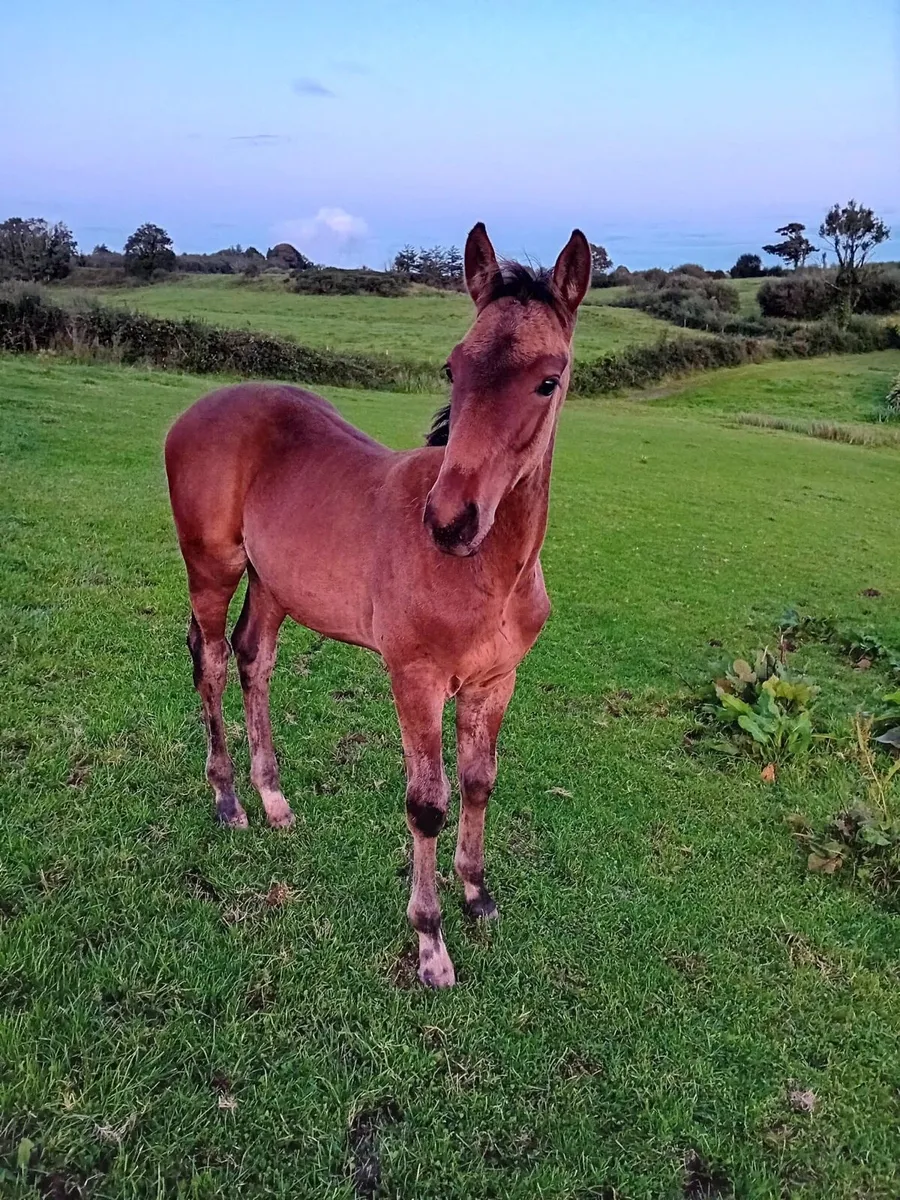 LAGANS OBOS Colt & Filly - Image 4