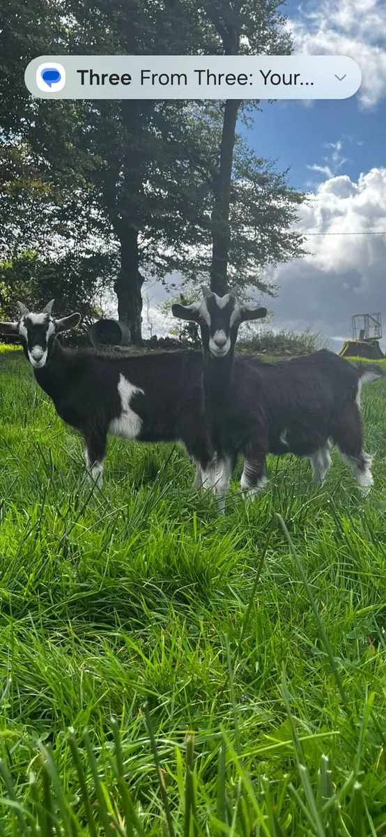 Male kid goats - Image 1