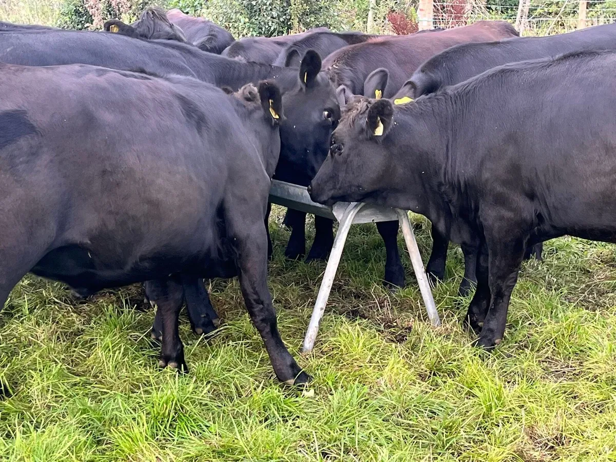 Store Heifers - Image 2