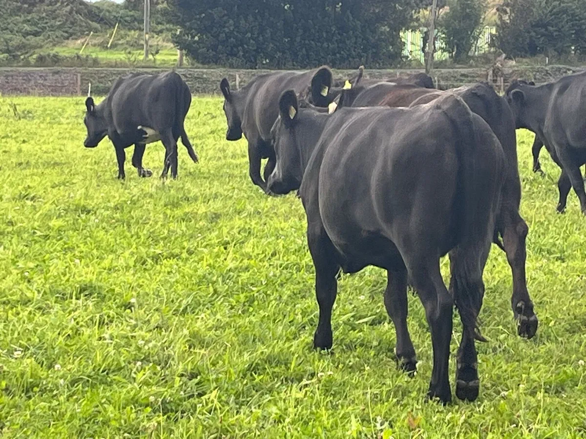 Store Heifers - Image 3