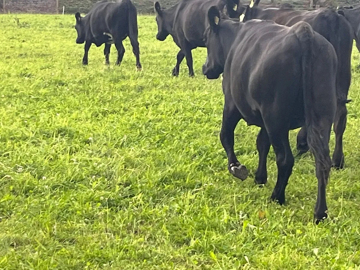 Store Heifers - Image 4