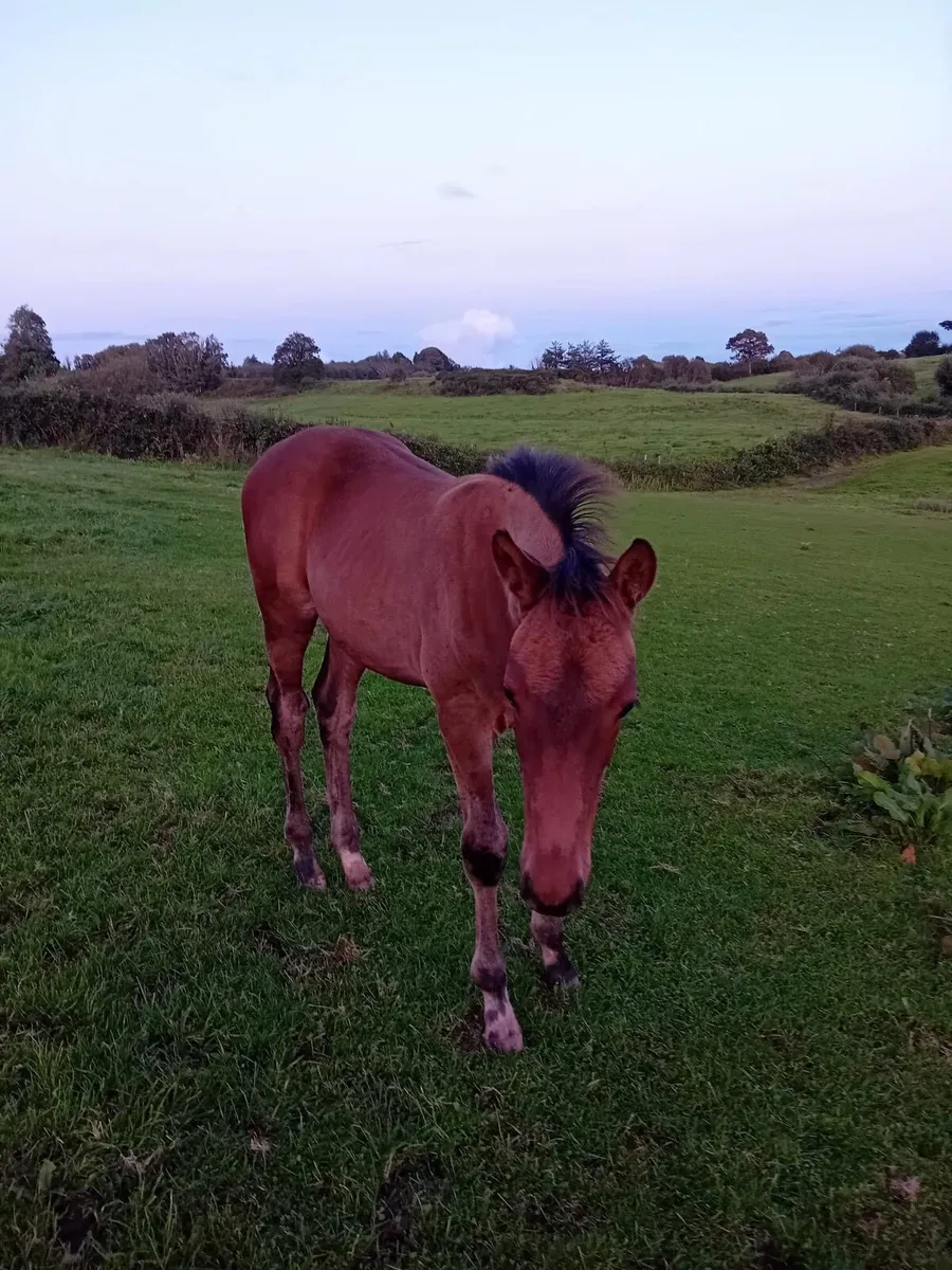LAGANS OBOS Colt & Filly - Image 2