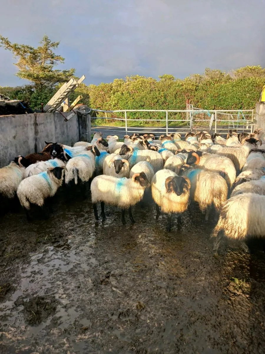 Mountain Ram lambs - Image 2