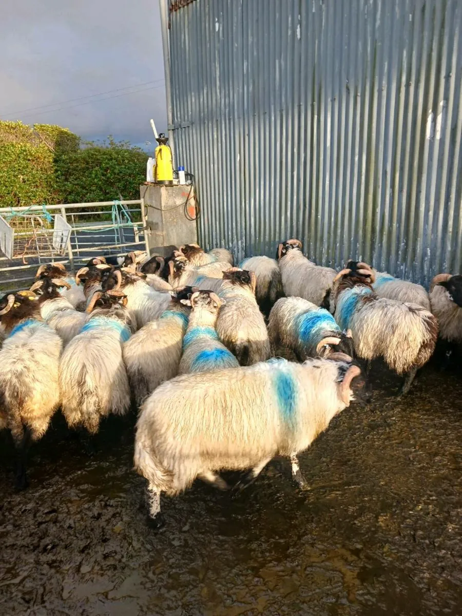 Mountain Ram lambs - Image 4