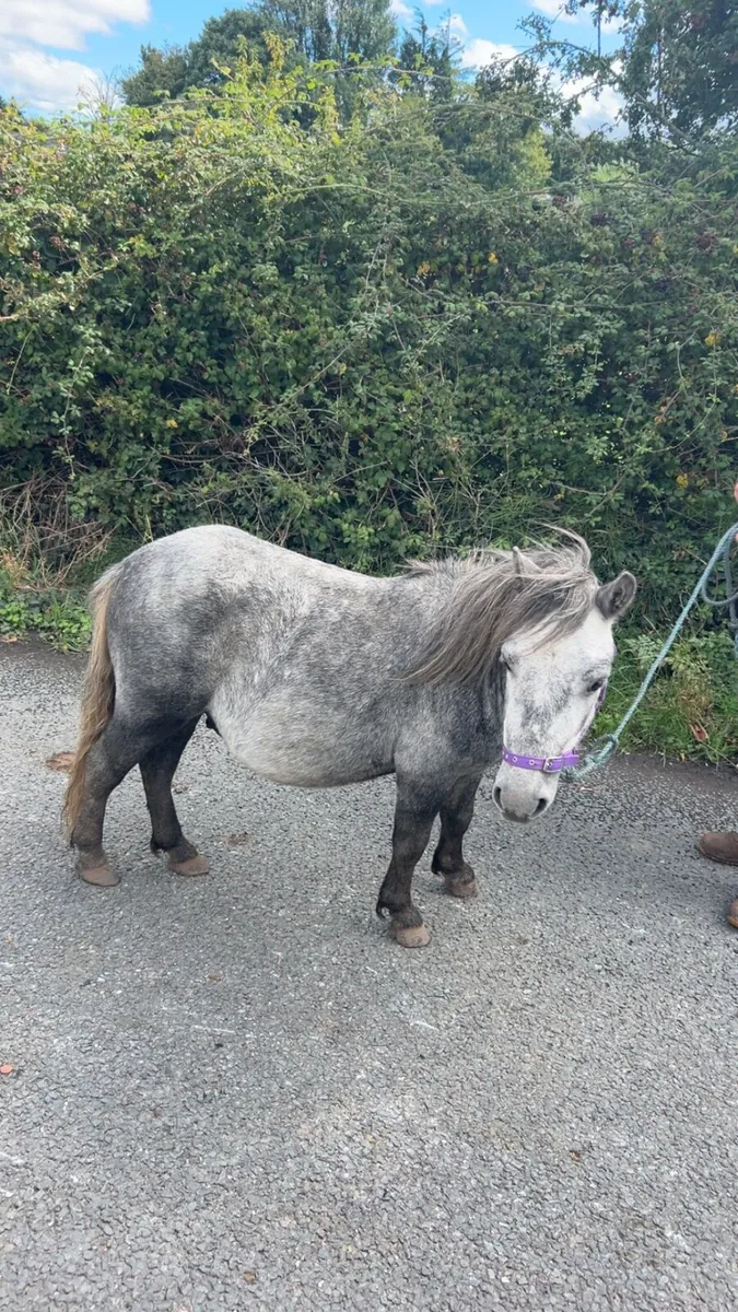 Kids pony - Image 1