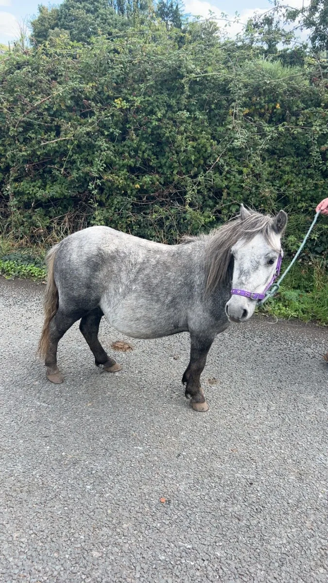 Kids pony - Image 2