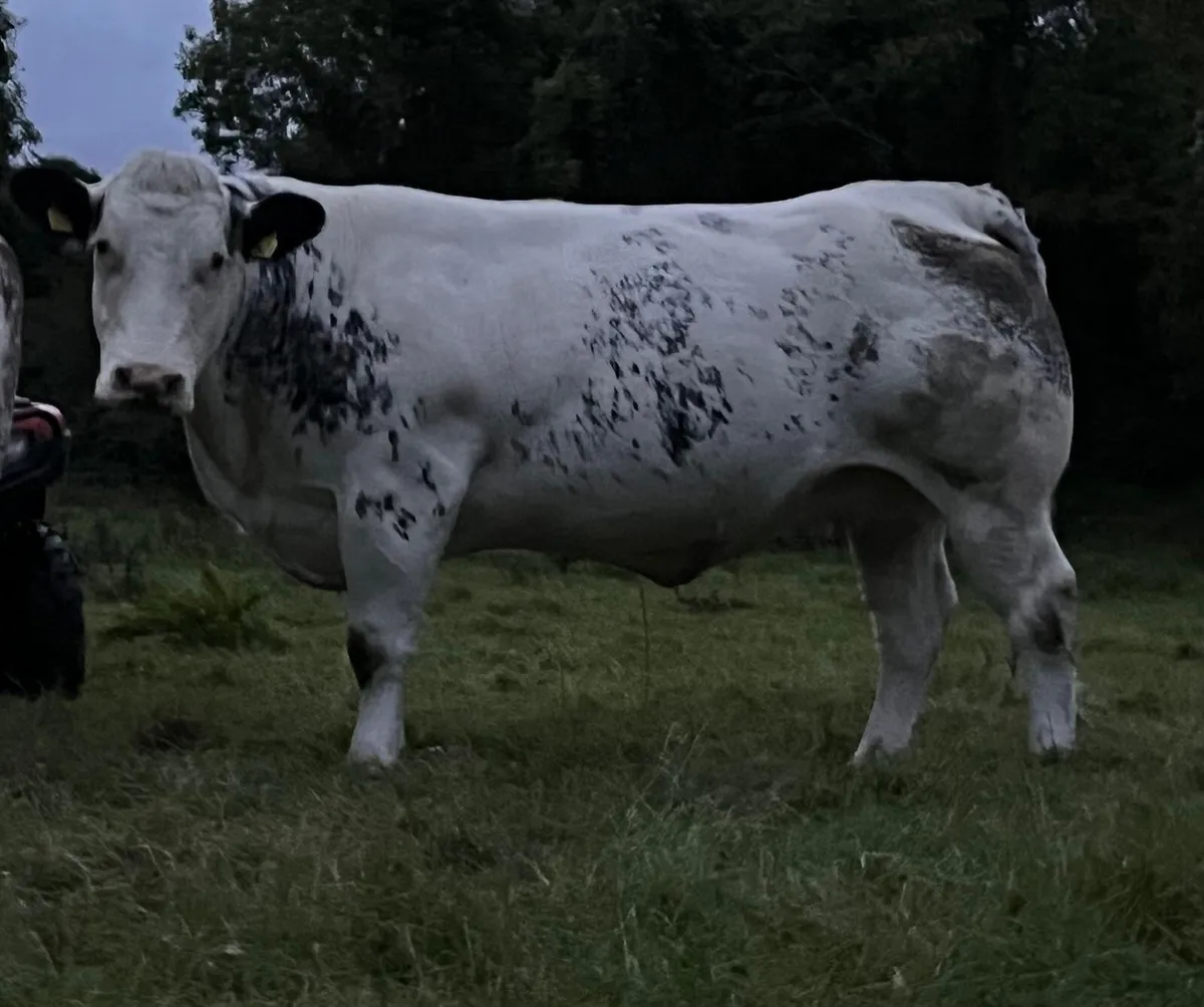 3 incalf heifers for Gortatlea sale 4/9/25 - Image 1