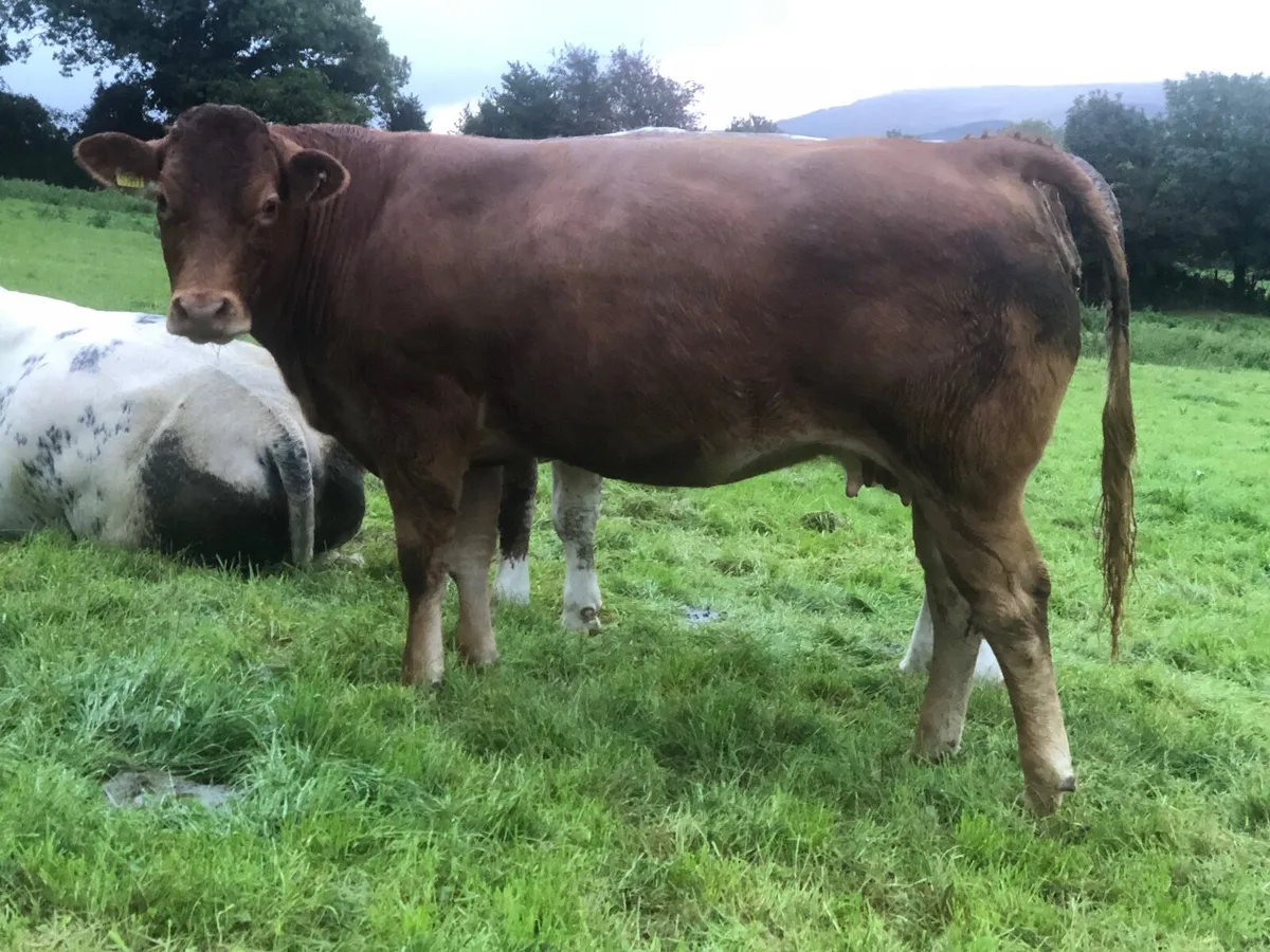 3 incalf heifers for Gortatlea sale 4/9/25 - Image 2