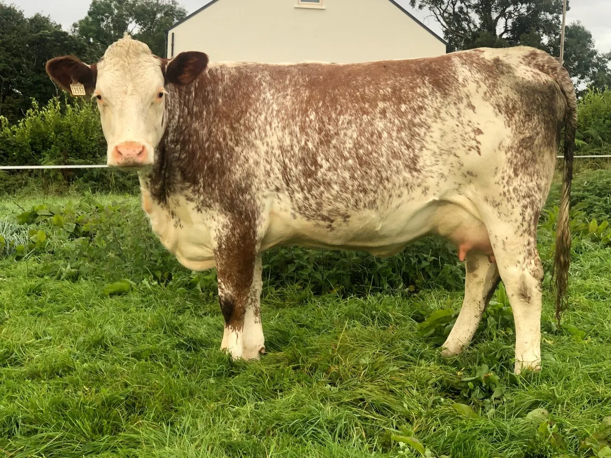 3 incalf heifers for Gortatlea sale 4/9/25 - Image 3
