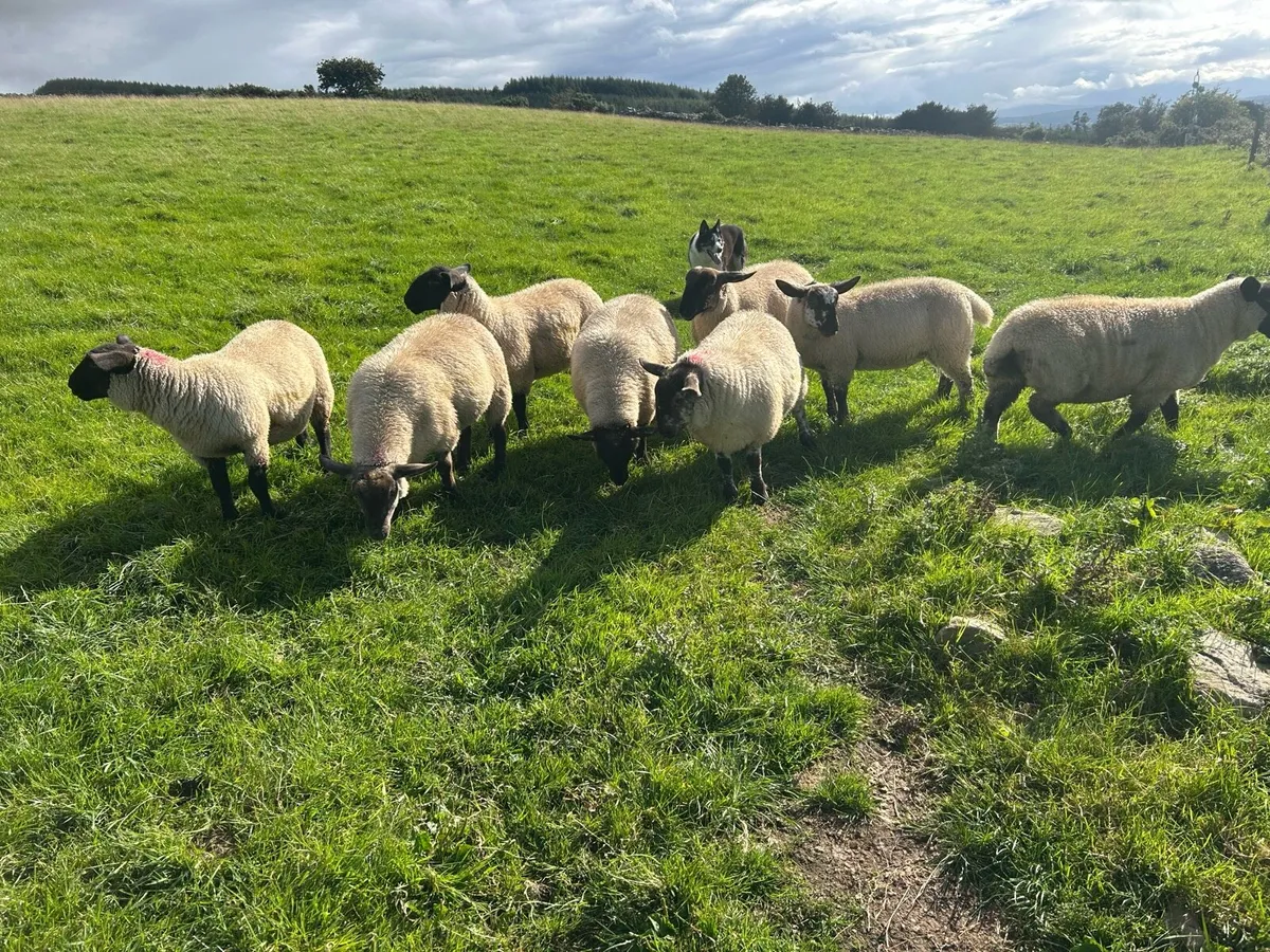 Texel X and Suffolk Ewe lambs - Image 1