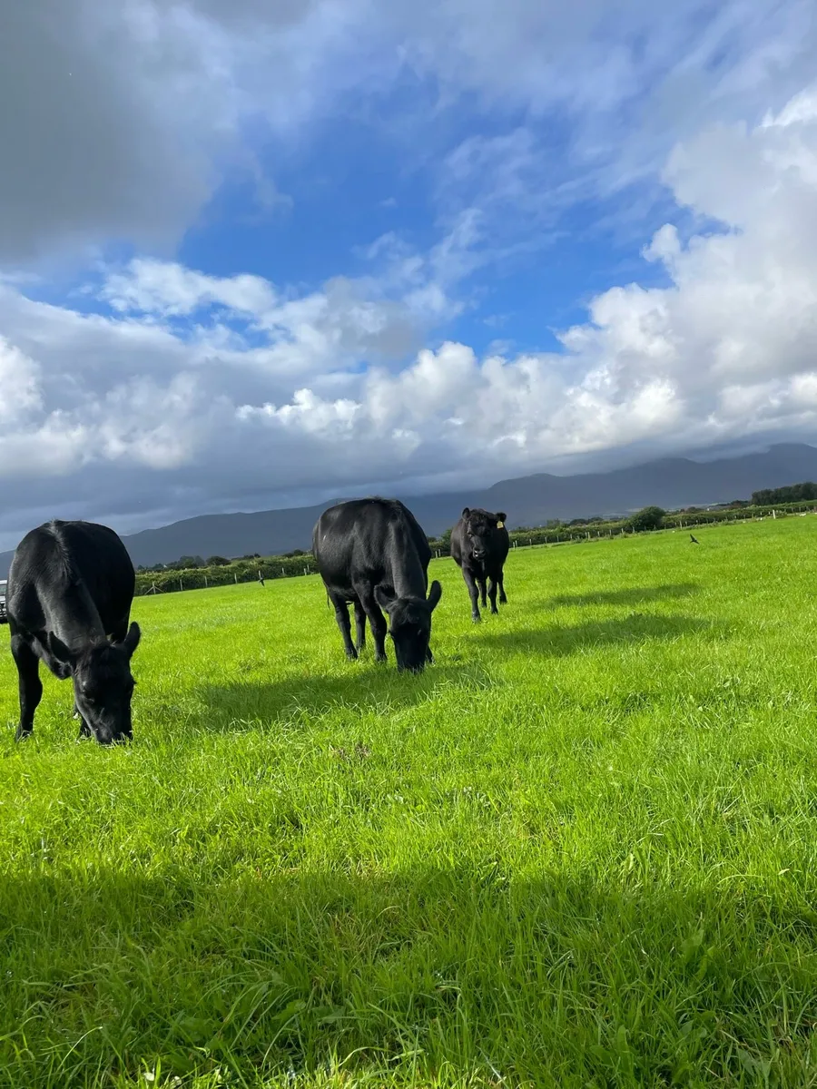 10 Angus heifers - Image 4