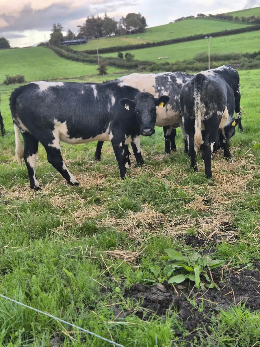 5 x Belgian blue heifers - Image 1