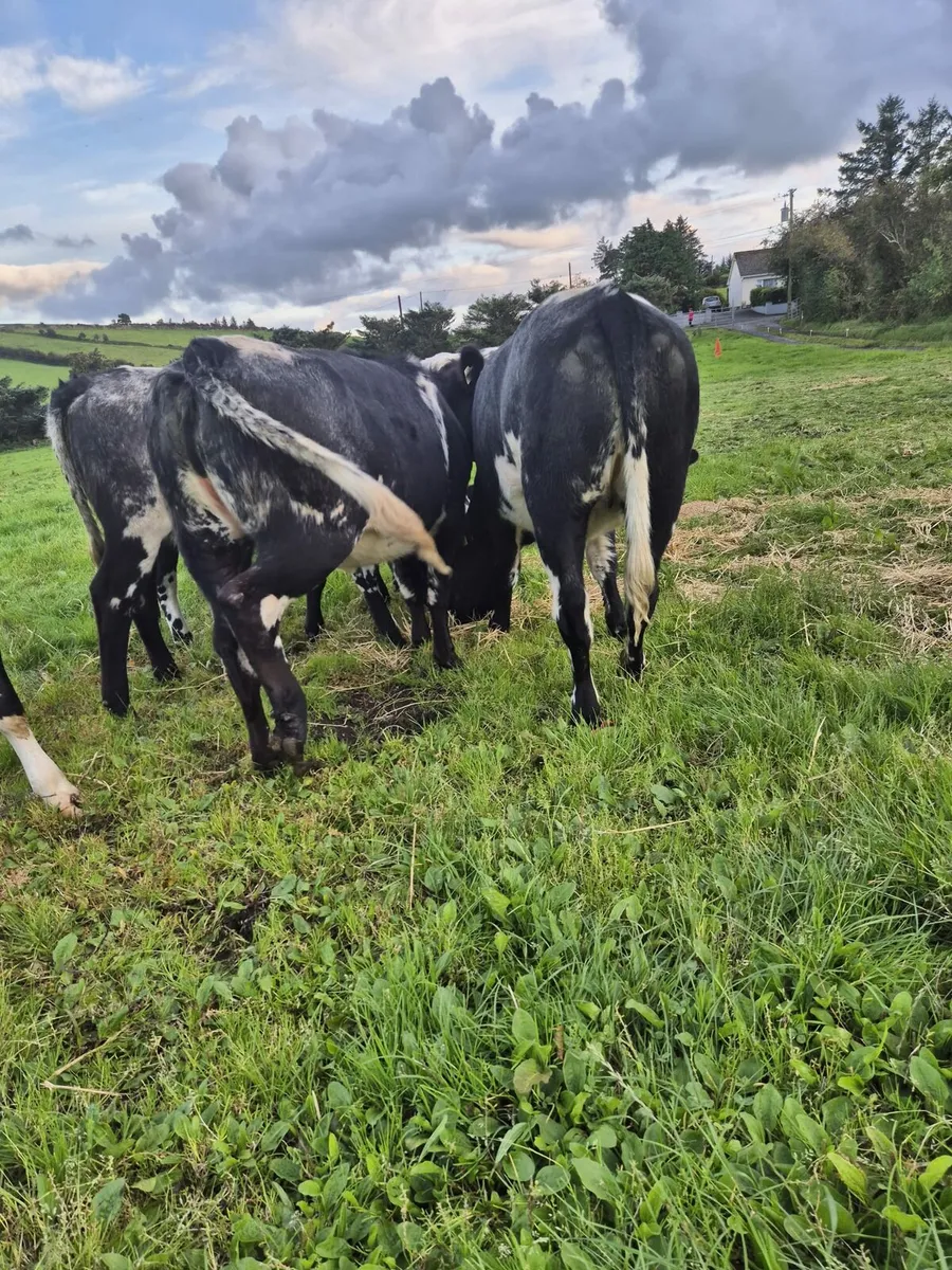 5 x Belgian blue heifers - Image 2