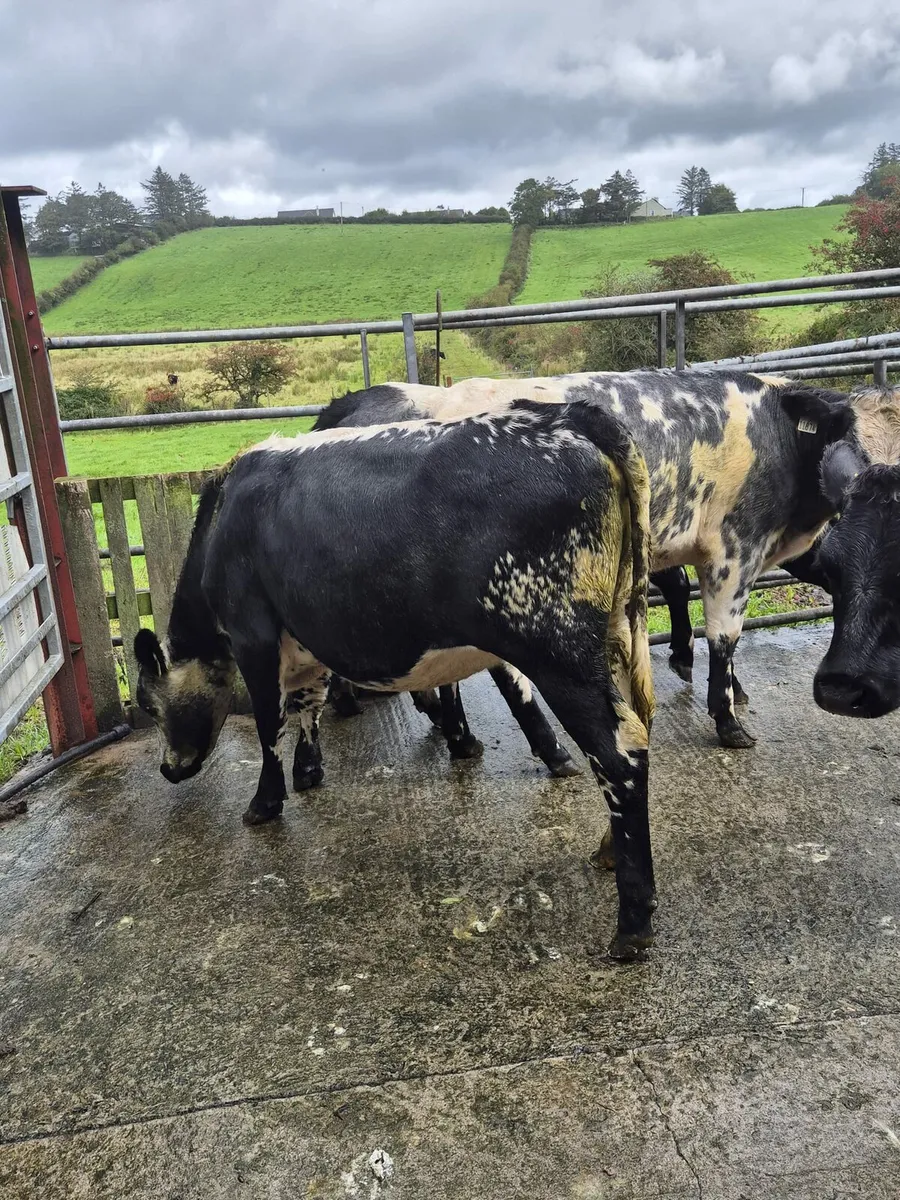 5 x Belgian blue heifers - Image 3