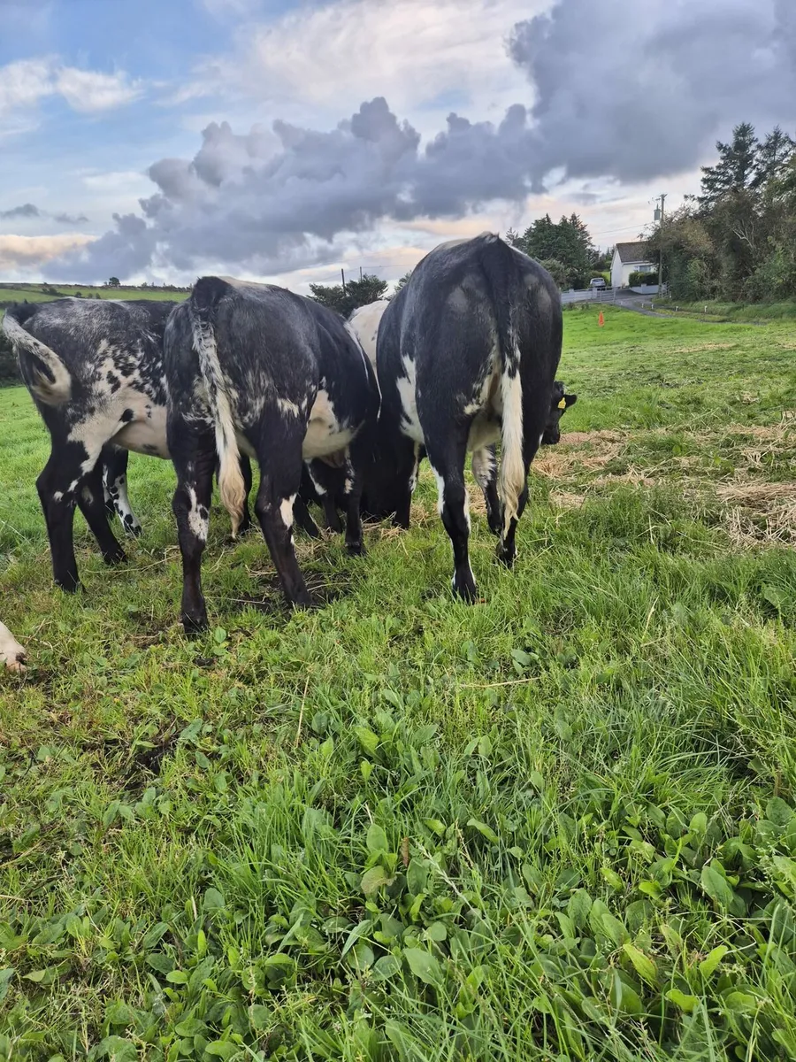 5 x Belgian blue heifers - Image 4