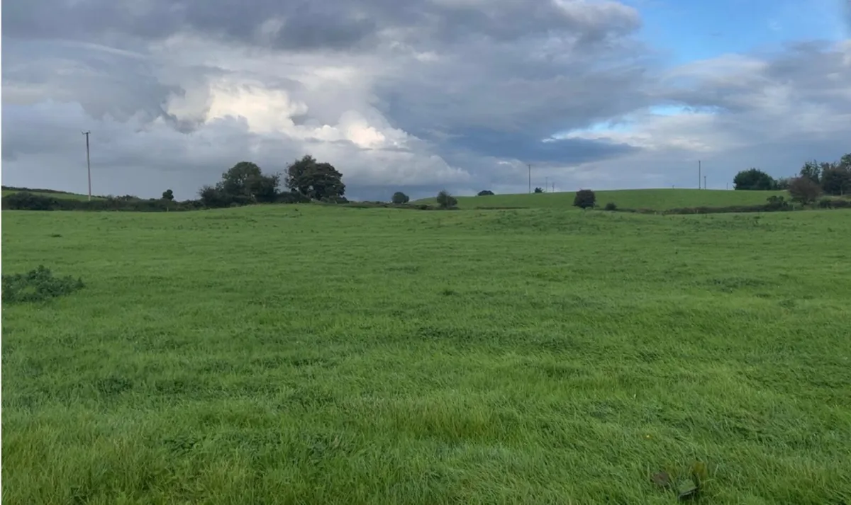 2nd crop  prime grass. - Image 1