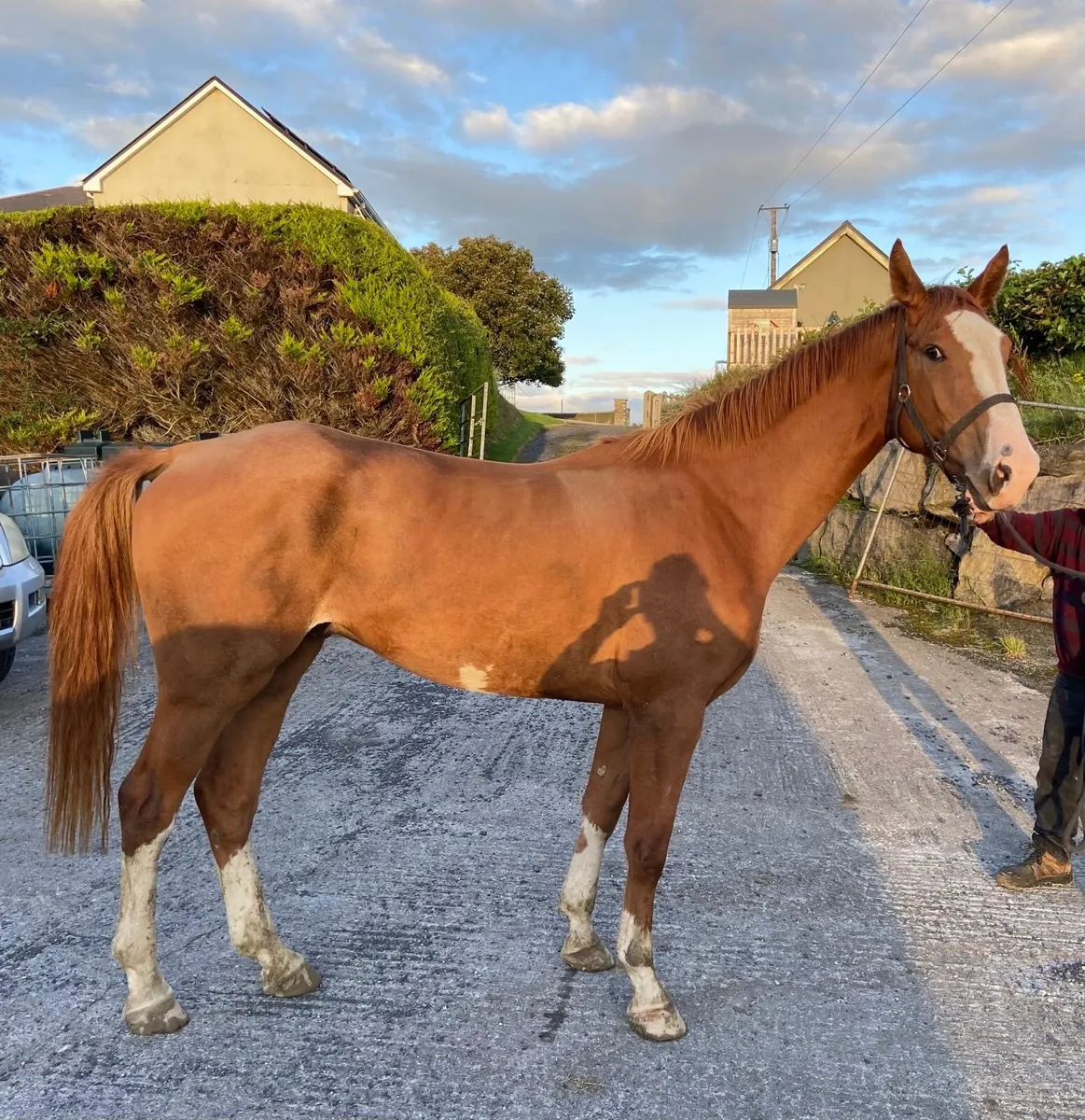 3 Year Old Gelding By Livello X Balou Du Rouet Dam - Image 1