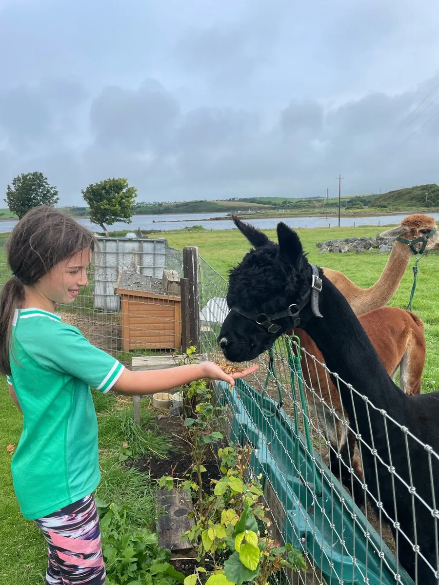 2 x Pet Male Alpacas - Image 2