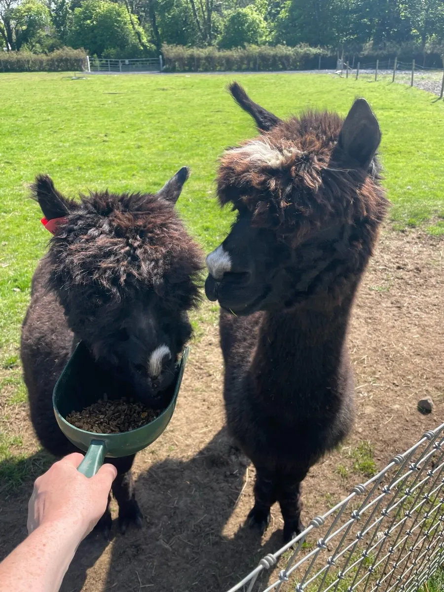 2 x Pet Male Alpacas - Image 1