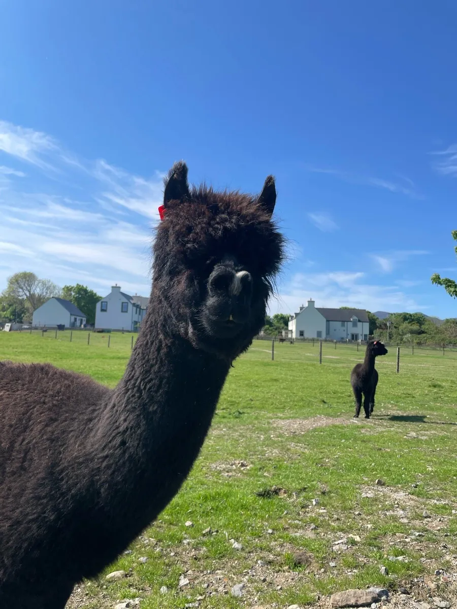 2 x Pet Male Alpacas - Image 3
