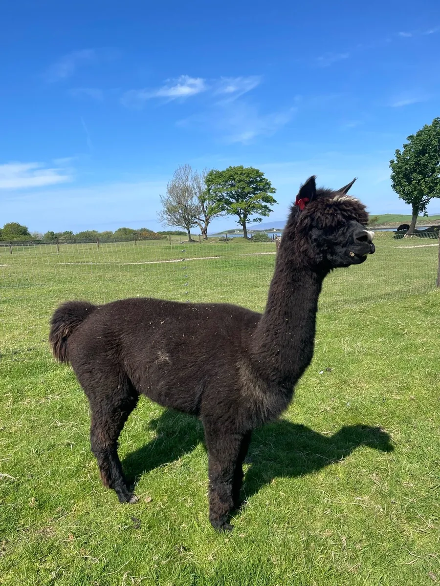 2 x Pet Male Alpacas - Image 4