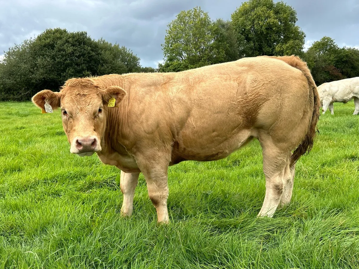 **Super U and E grade Heifers** - Image 1