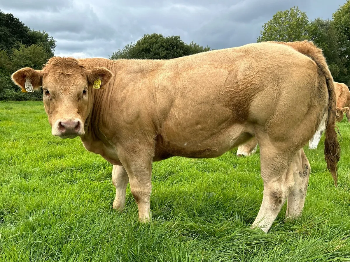 **Super U and E grade Heifers** - Image 2