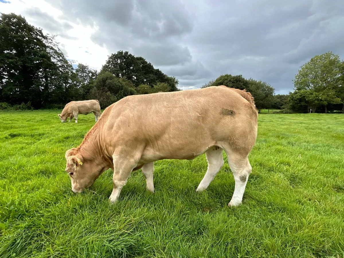 **Super U and E grade Heifers** - Image 3