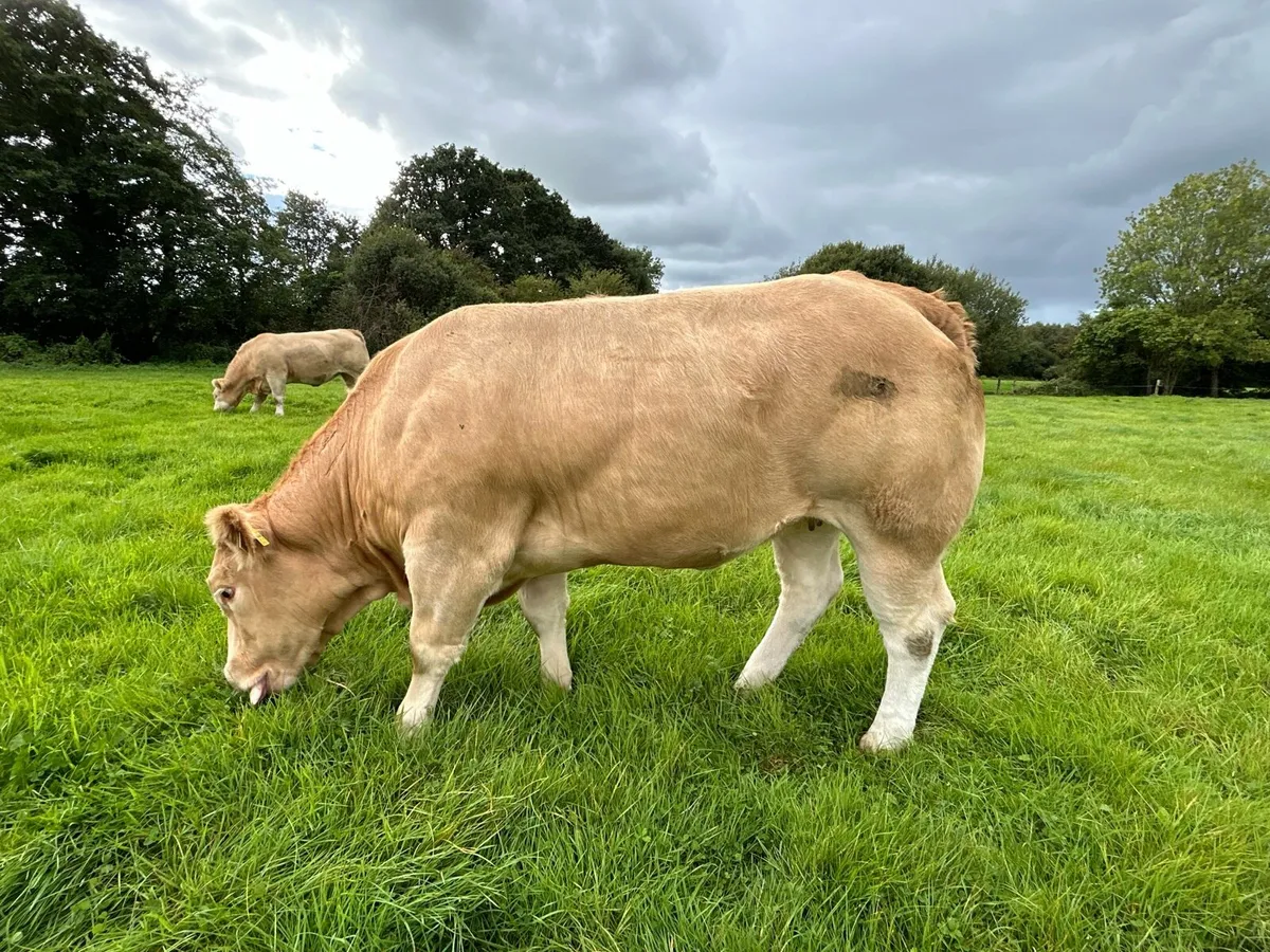 **Super U and E grade Heifers** - Image 4
