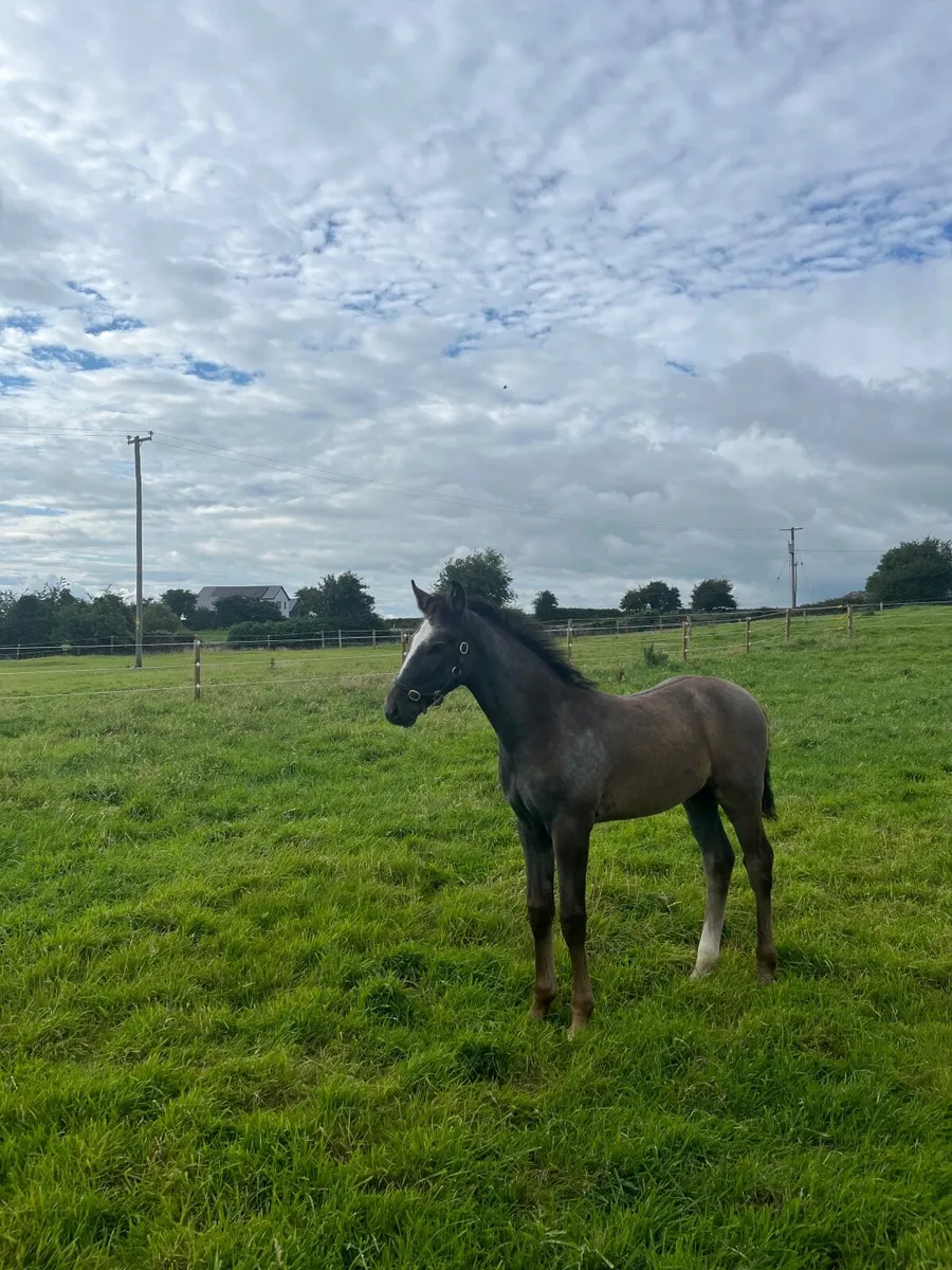 Foal - Image 3