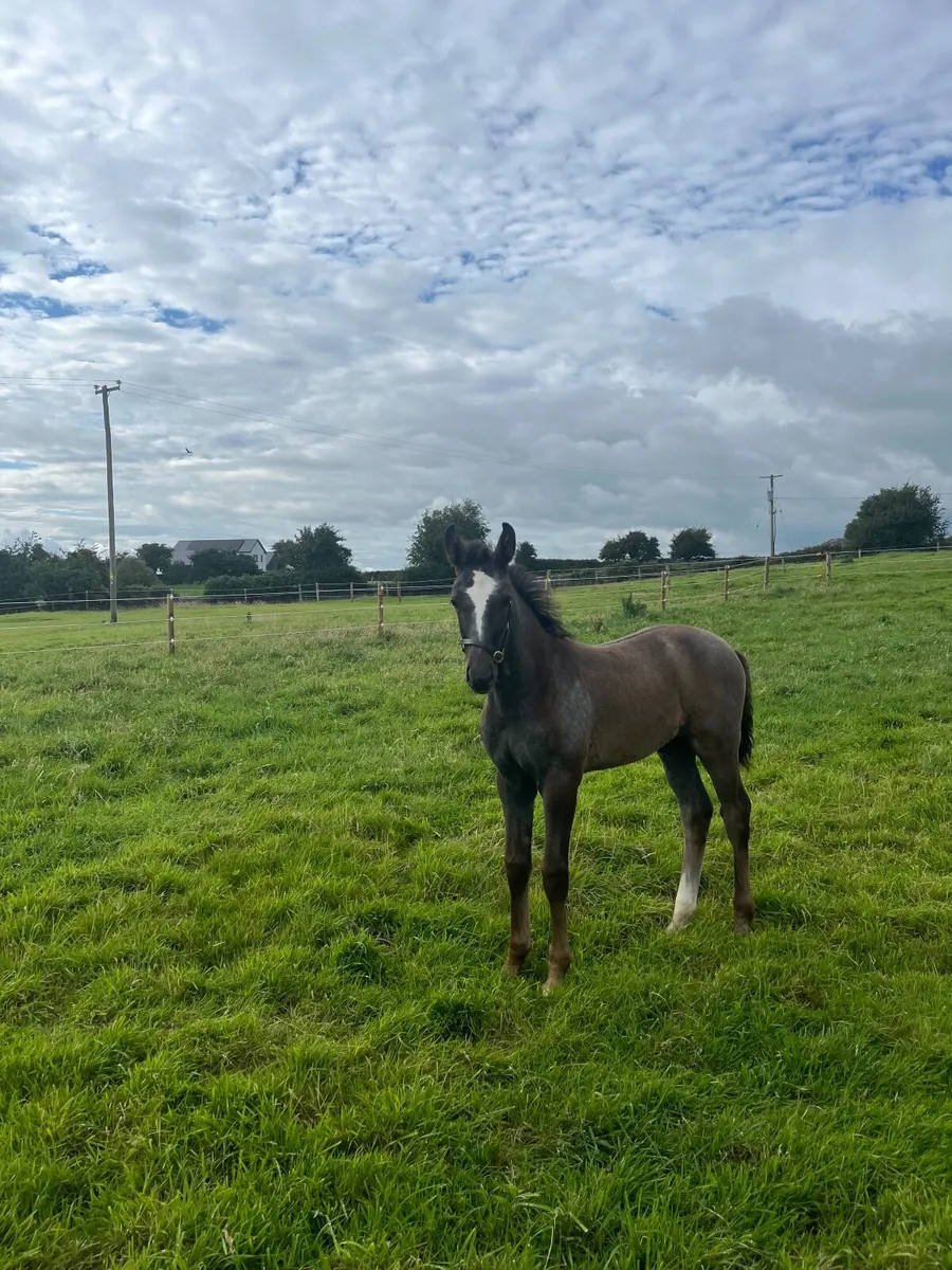 Foal - Image 4