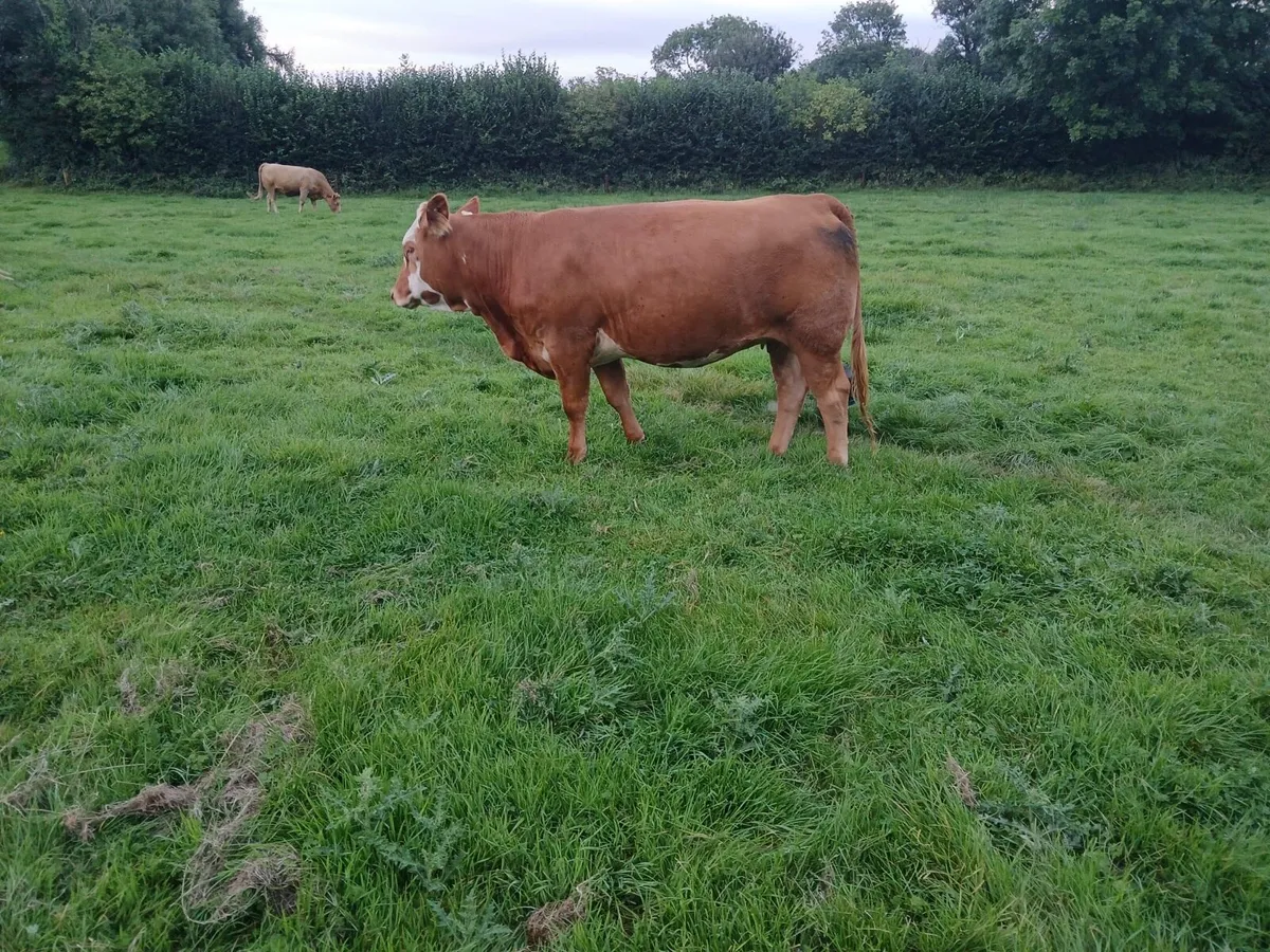 Gort Mart: Thurs 4th Sept: Organic & General - Image 1
