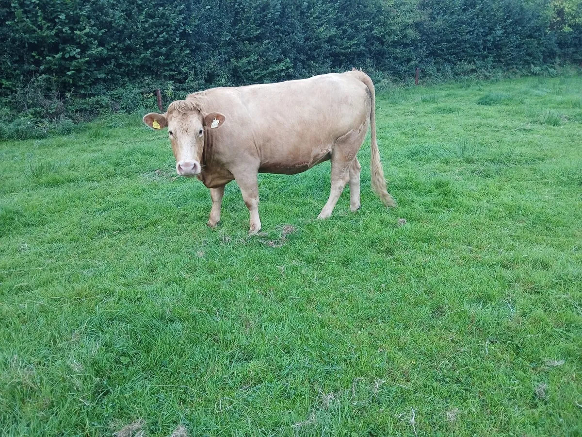 Gort Mart: Thurs 4th Sept: Organic & General - Image 2