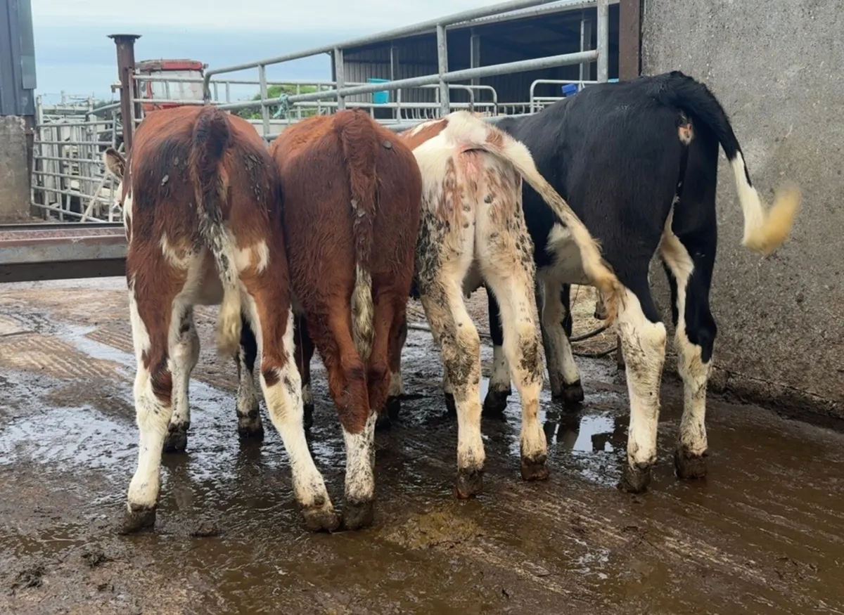 4 super heifer runners - Image 2