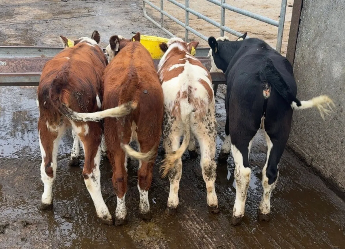 4 super heifer runners - Image 1