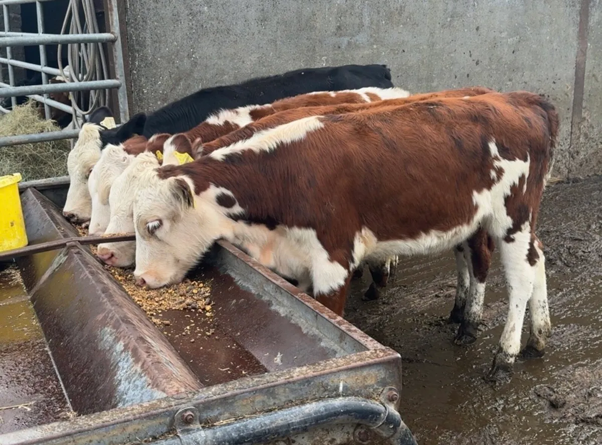4 super heifer runners - Image 3