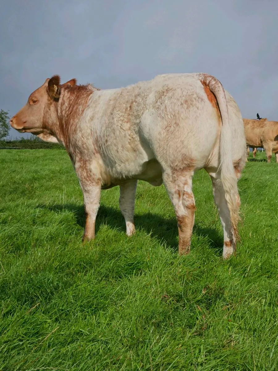 Breeding heifers - Image 1