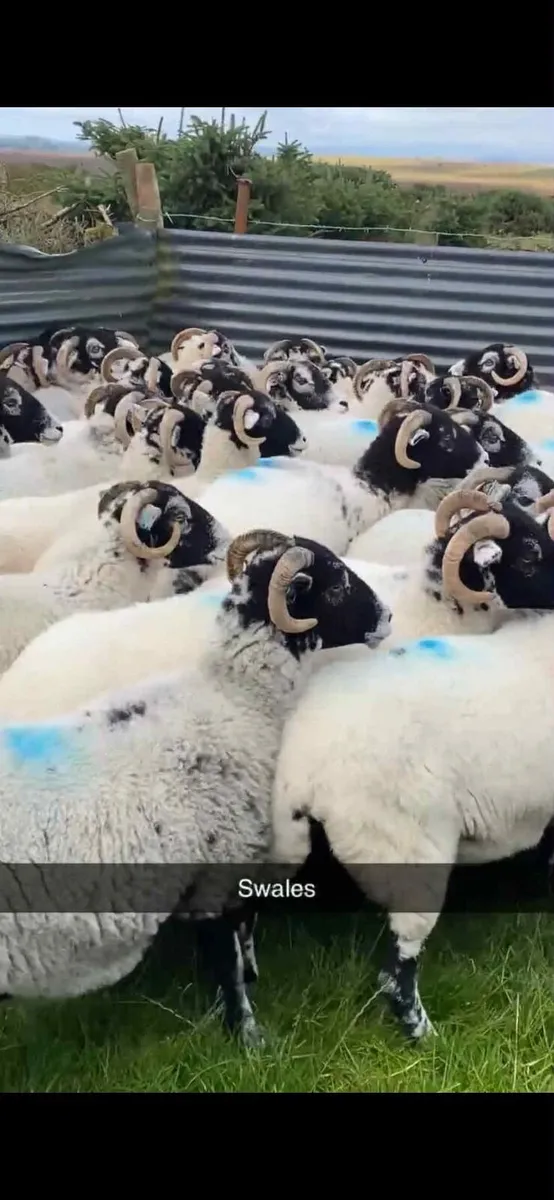 Purebred Swaledale ewes forsale next Friday night - Image 1