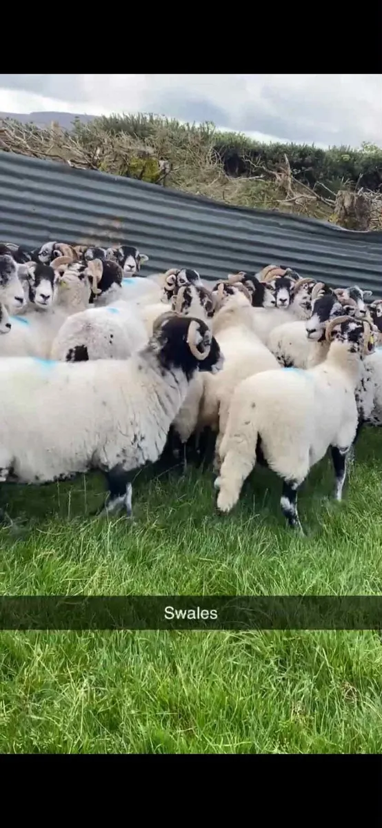 Purebred Swaledale ewes forsale next Friday night - Image 2