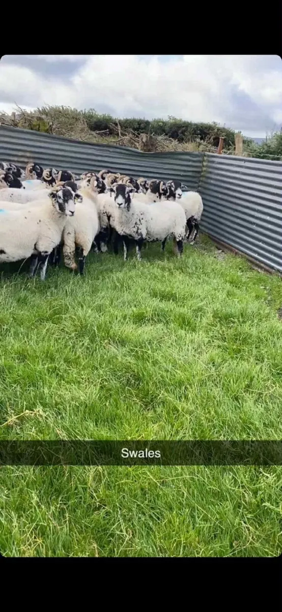 Purebred Swaledale ewes forsale next Friday night - Image 3