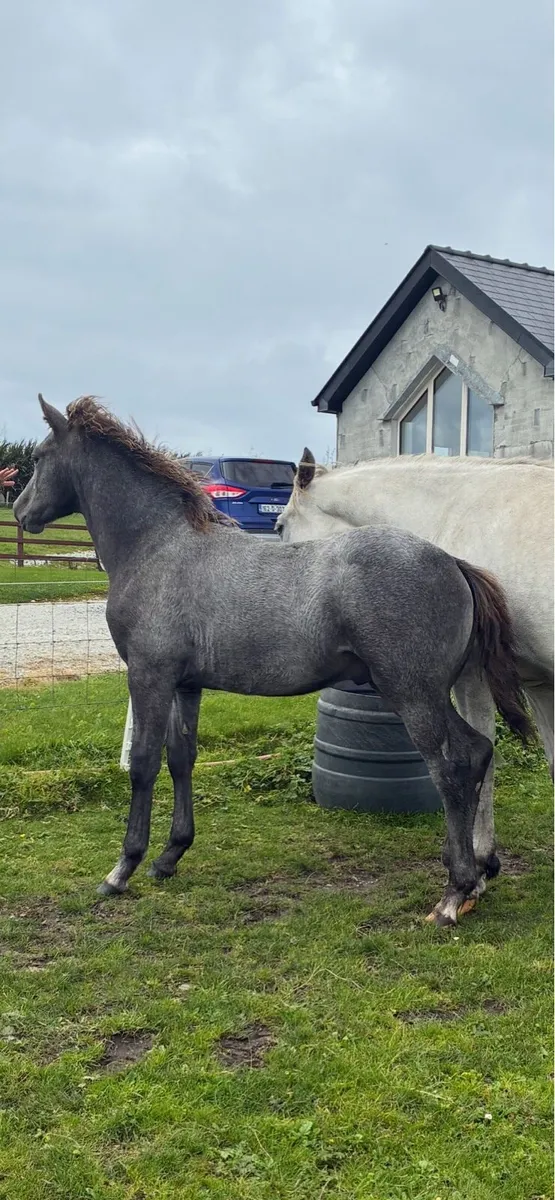 Connemara colt foal by manor duke - Image 1